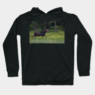 Moose on the loose, Algonquin Park, Canada Hoodie